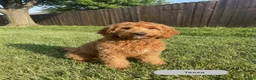 Mini Goldendoodle dogs for sale: Kobe - Ad 7