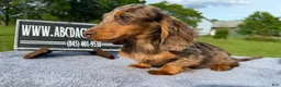 Miniature Dachshund dogs for sale: AKC Russian Ch line - Ad 11