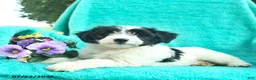 Bordoodle dogs for sale: Daisy  - Ad 3