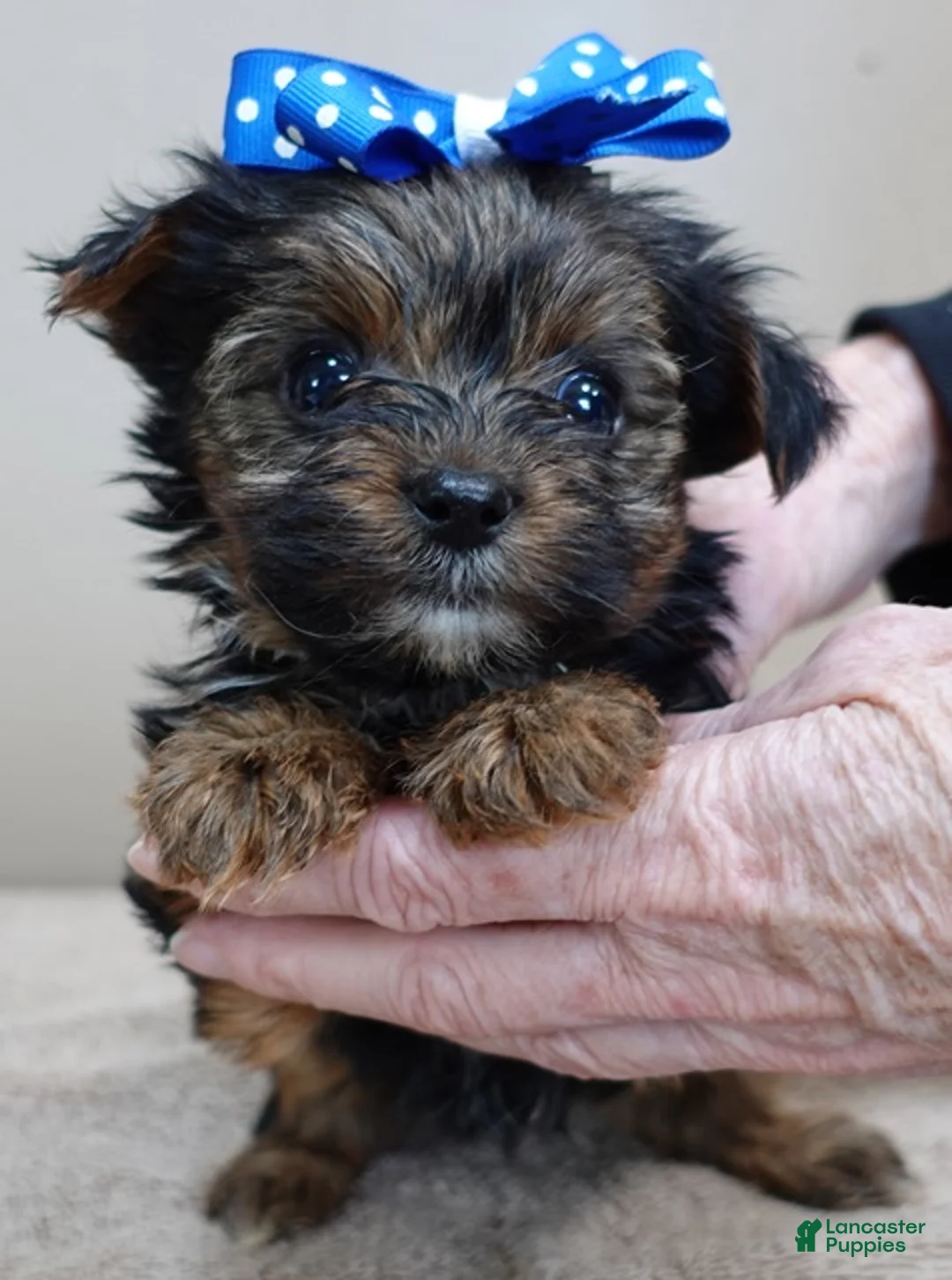 Yorkshire Terrier dogs for sale: Cairo black face - Ad 8