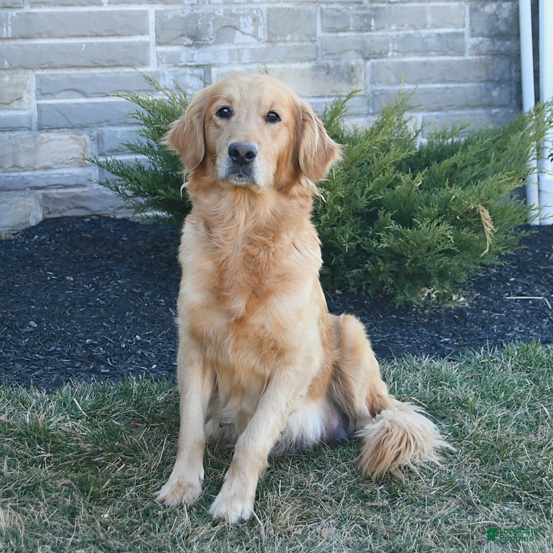 Golden Retriever dogs for sale: Muffin - Ad 4