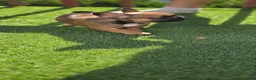 French Bulldog dogs for sale: Autumn  - Ad 1
