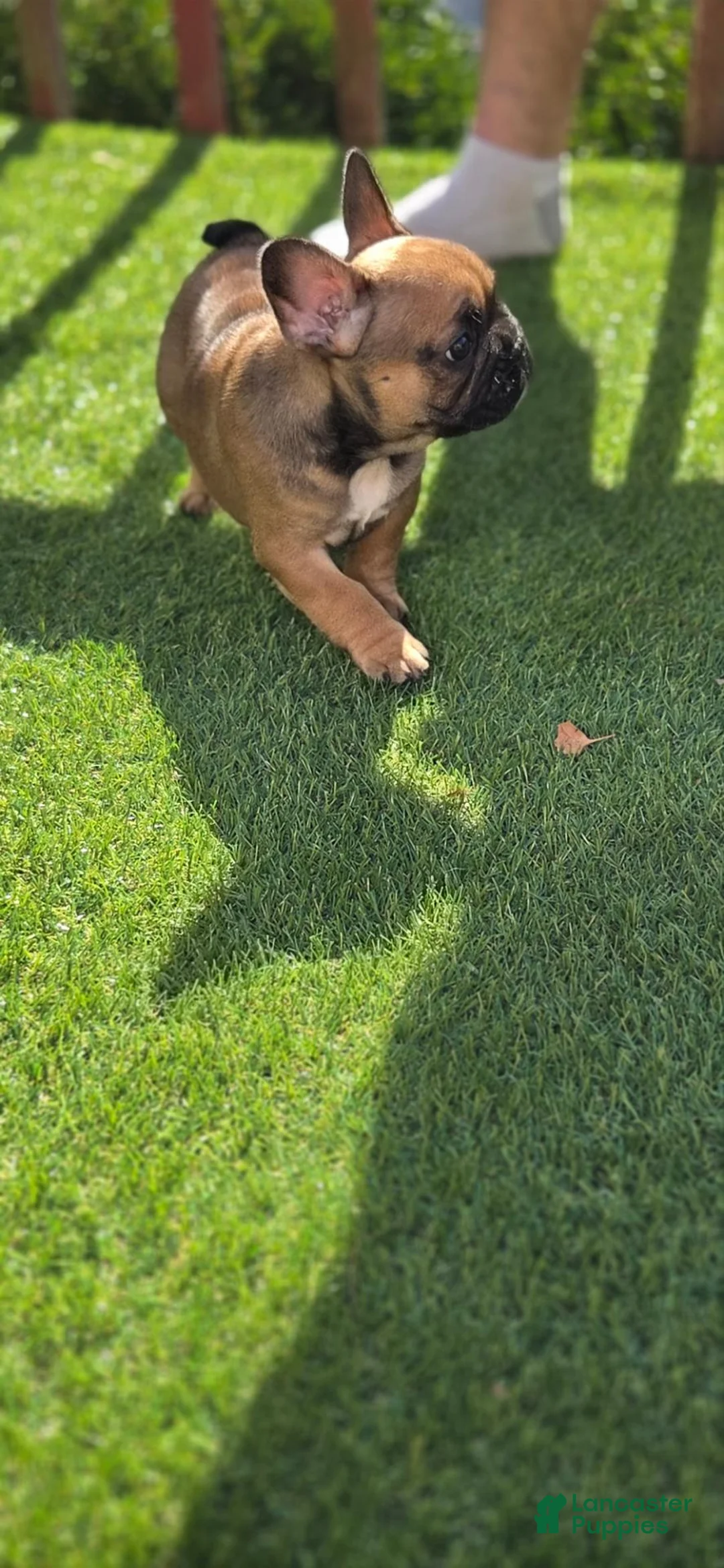 French Bulldog dogs for sale: Autumn  - Ad 1