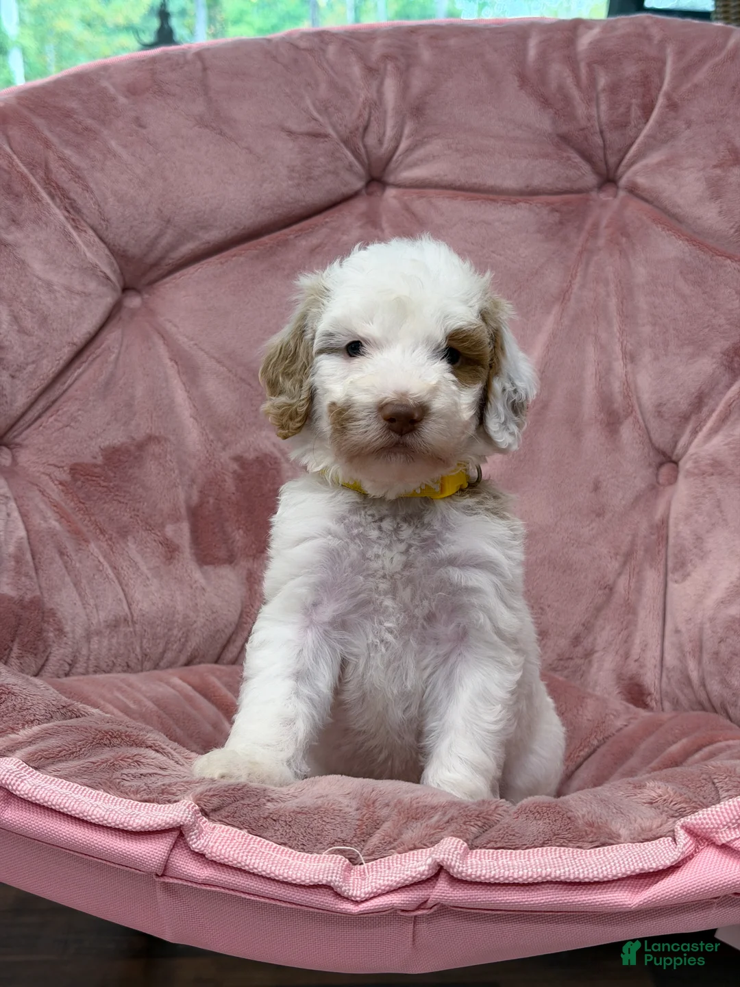 Goldendoodle dogs for sale: Wren - Ad 2