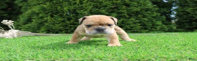 Dash