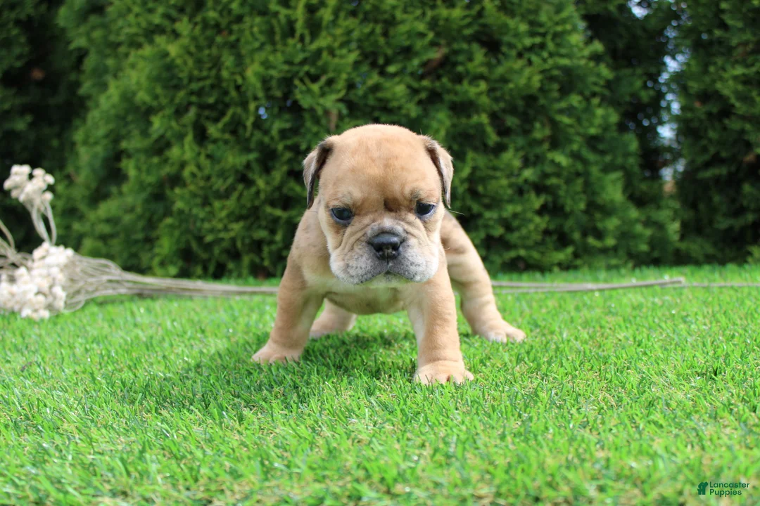 English Bulldog dogs for sale: Dash - Ad 1