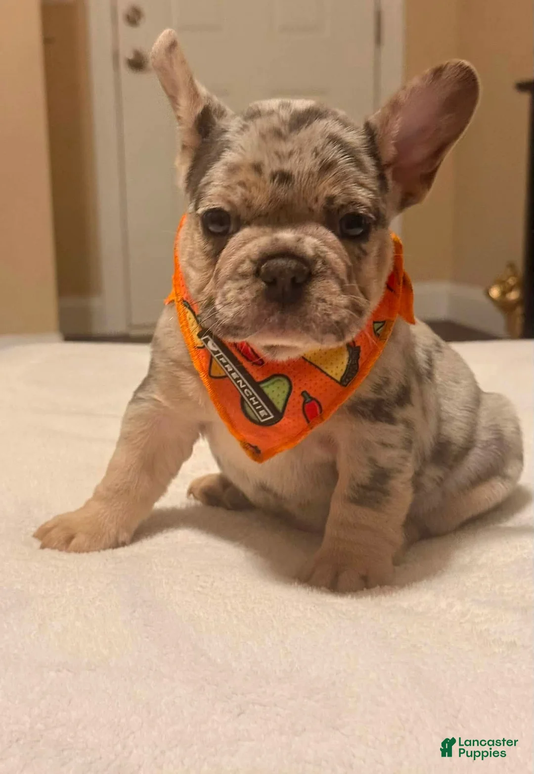 French Bulldog dogs for sale: 1 - Blue & Tan Merle Male - Ad 4