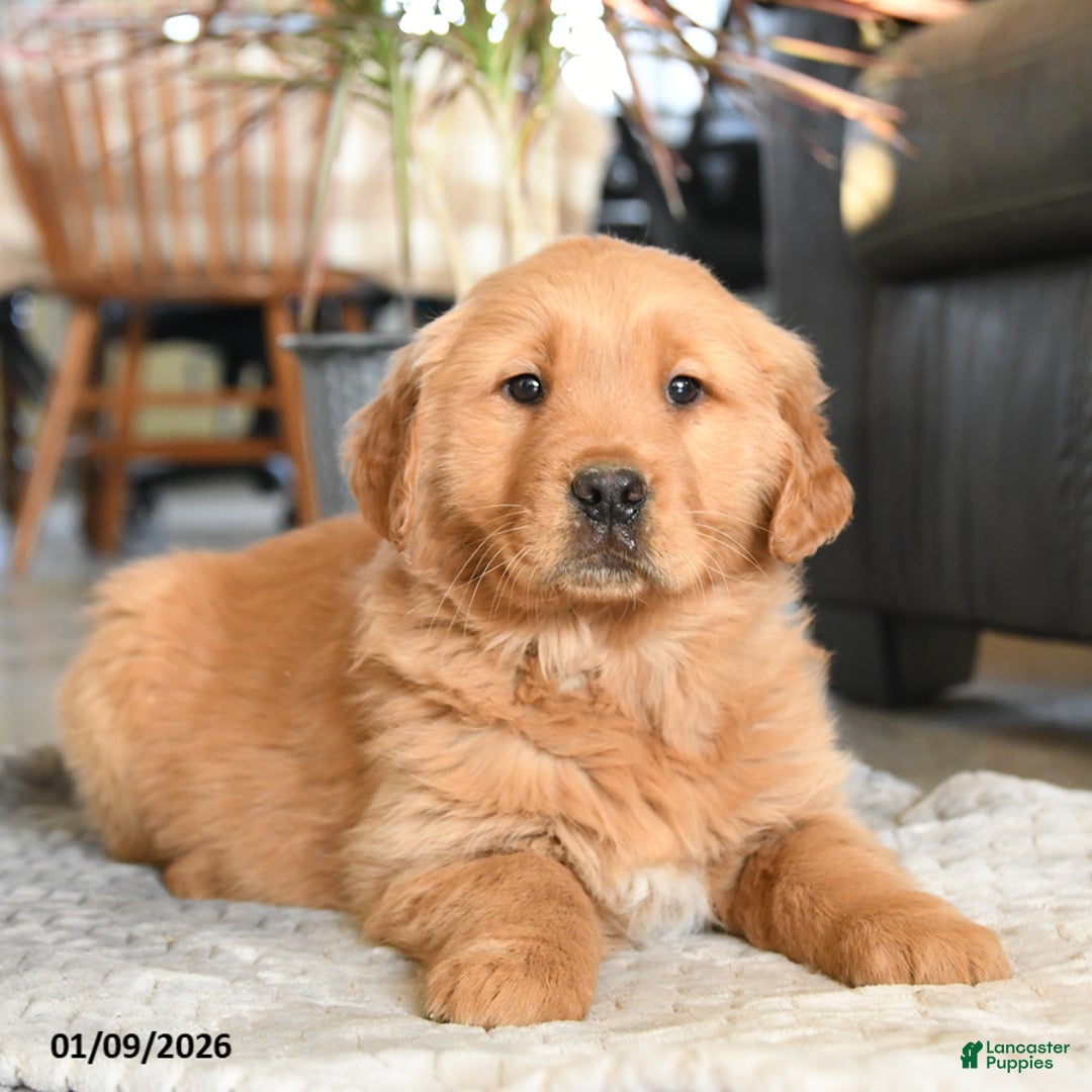 Golden Retriever dogs for sale: Rain - Ad 2