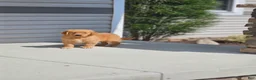 Golden Retriever dogs for sale: Duke - Ad 5