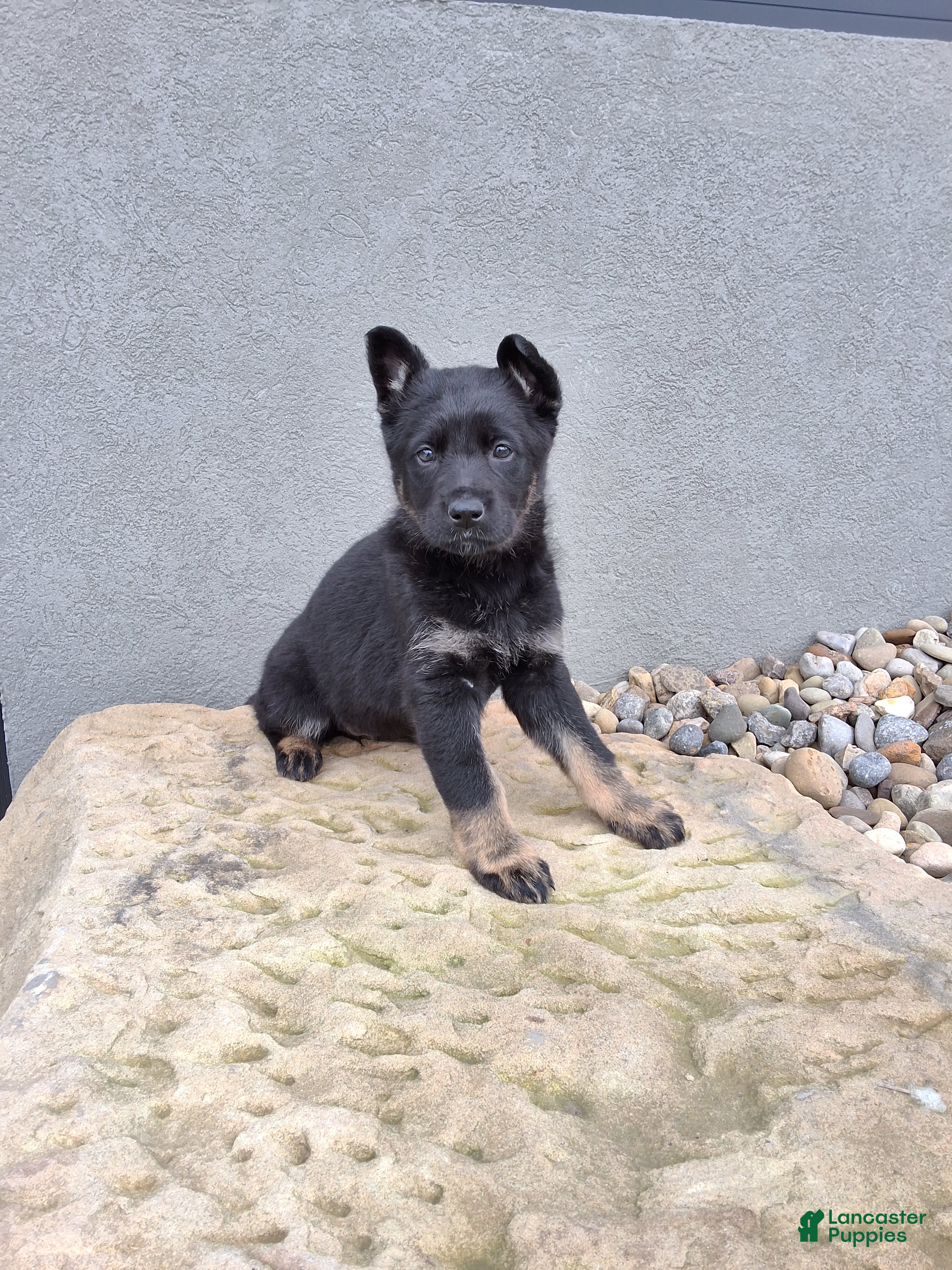 German Shepherd dogs Reba - Ad 2