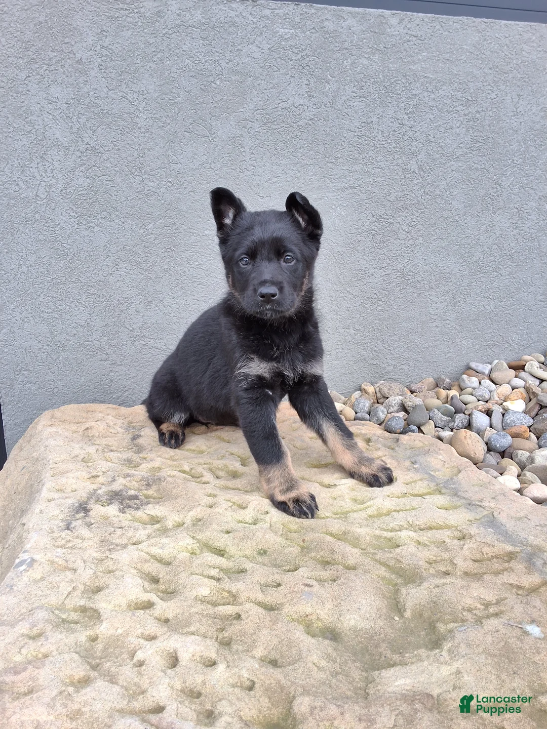 German Shepherd dogs for sale: Reba - Ad 2