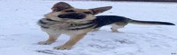 German Shepherd dogs for sale: Bear - Ad 31
