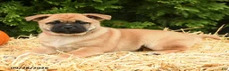 Mixed Breed dogs for sale: Rosie - Ad 2
