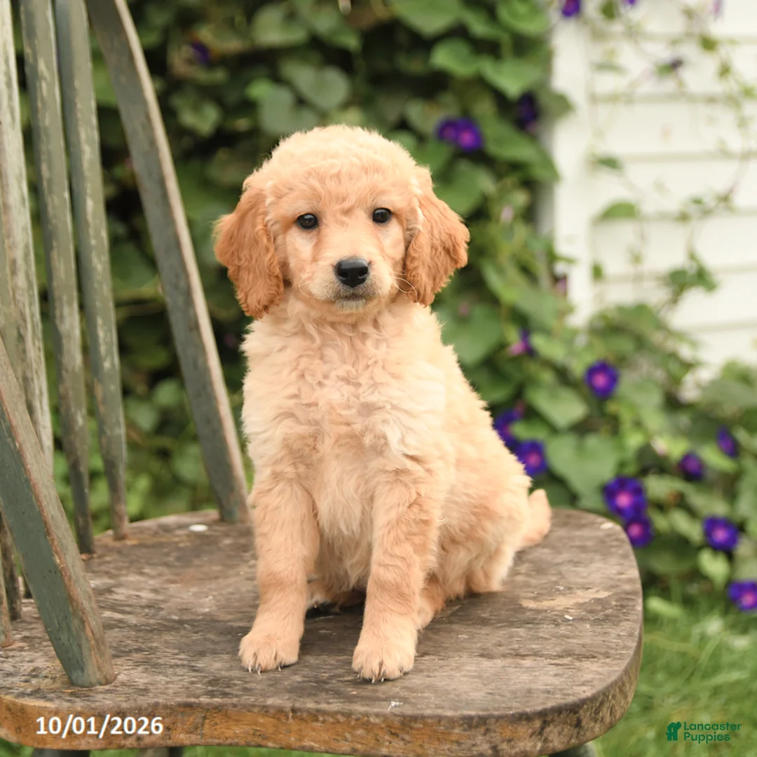 Mini Goldendoodle dogs for sale: Delilah - Ad 3
