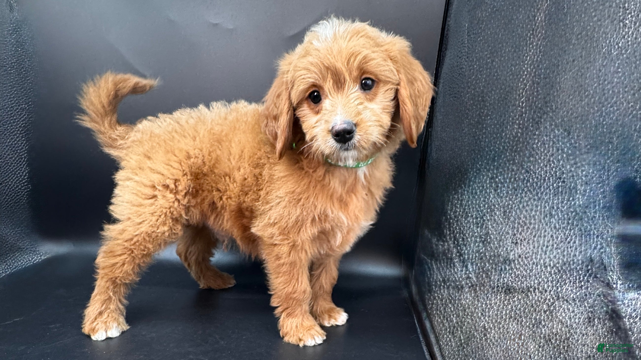 Mini Goldendoodle dogs Toby F One - Ad 13