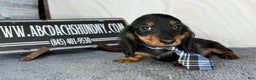 Miniature Dachshund dogs for sale: Full AKC Russian boy - Ad 2