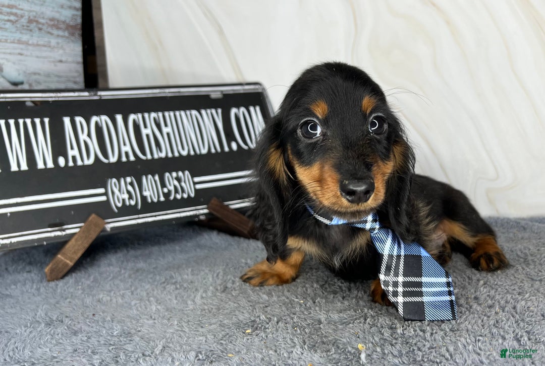 Miniature Dachshund dogs for sale: Full AKC Russian boy - Ad 2