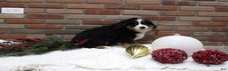 Bernese Mountain Dog dogs for sale: Max - Ad 3