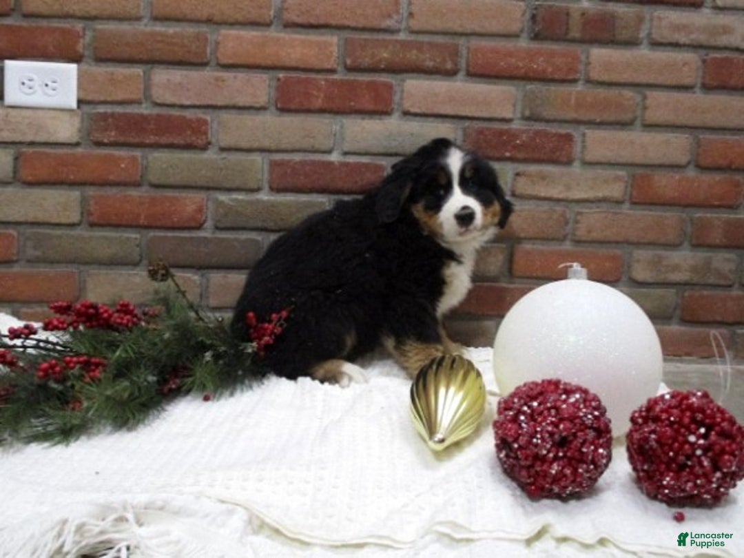 Bernese Mountain Dog dogs for sale: Max - Ad 3