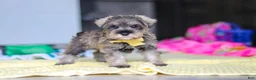 Miniature Schnauzer dogs for sale: Henry - Ad 6