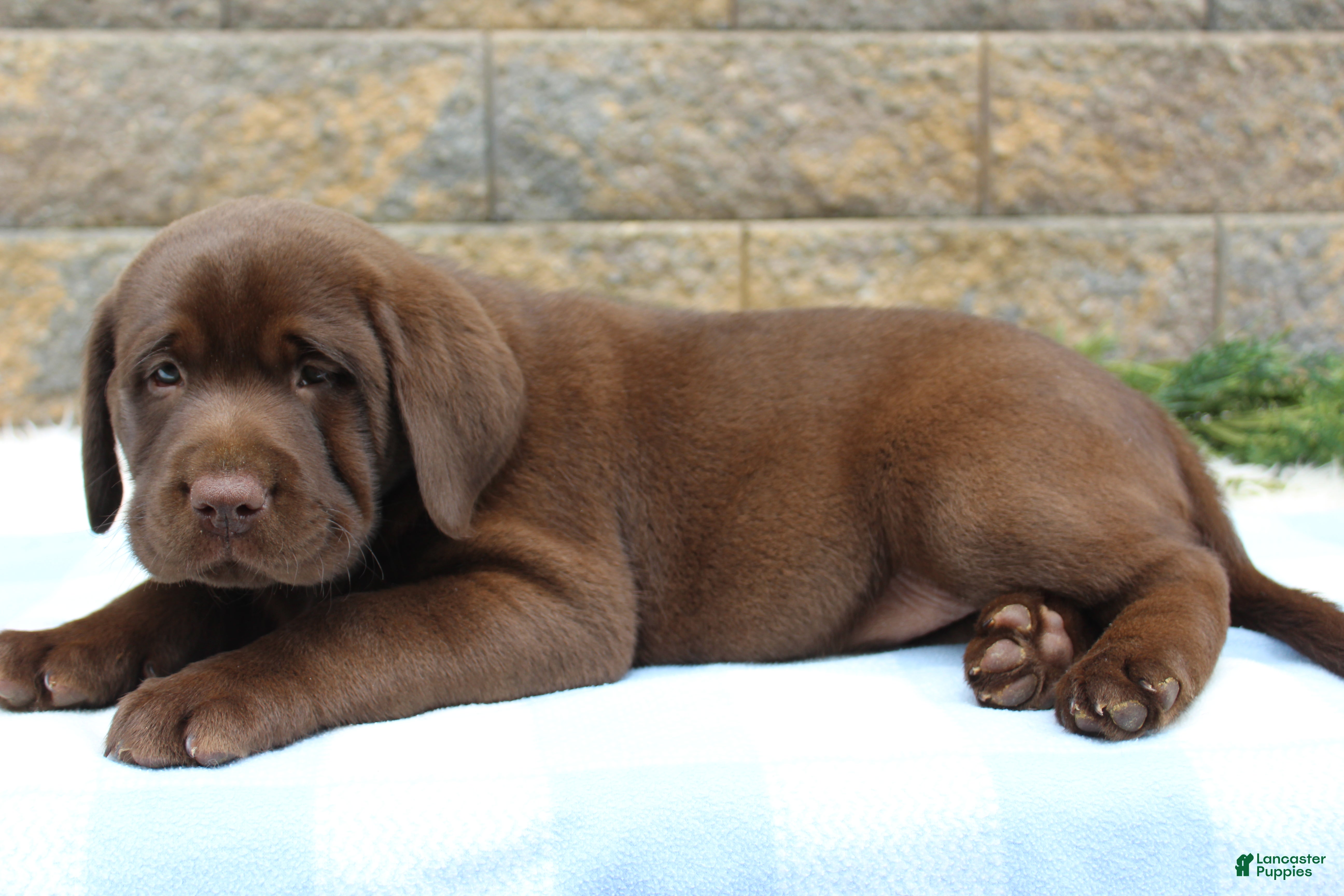 Labrador Retriever dogs for sale: Buster - Ad 6