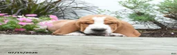 Basset Hound dogs for sale: Oscar - Ad 2