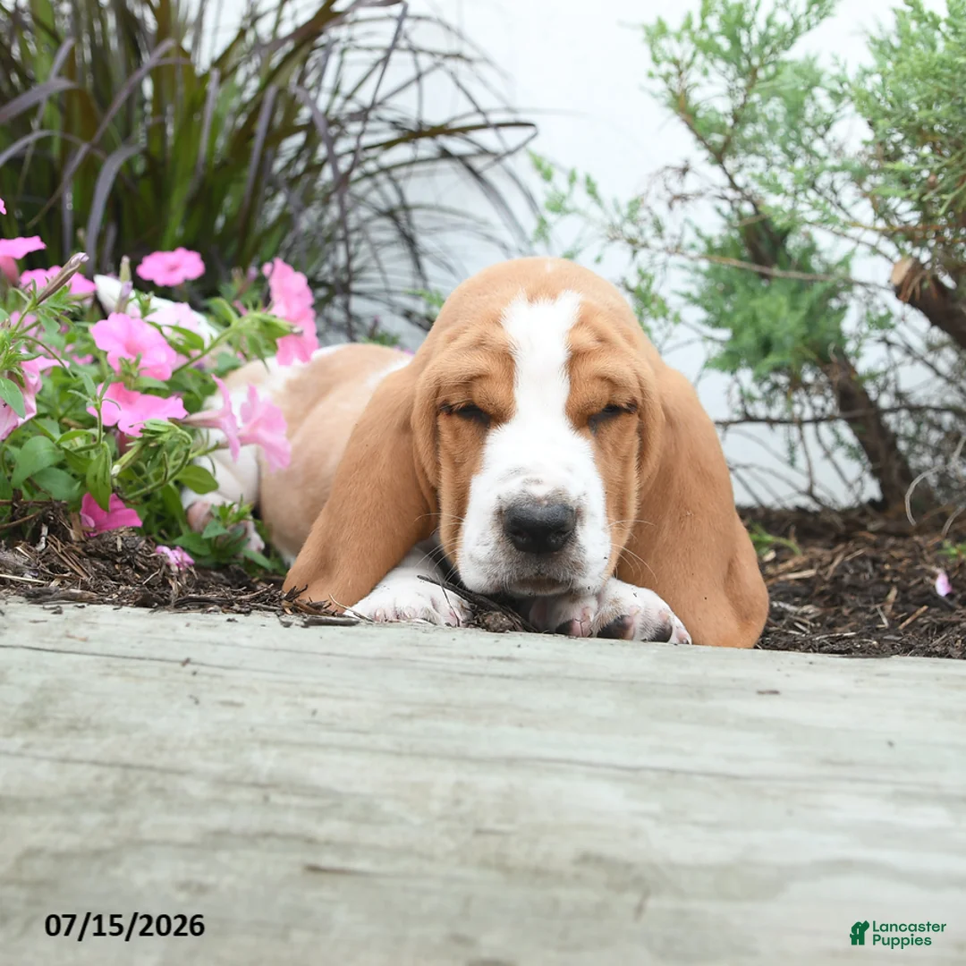 Basset Hound dogs for sale: Oscar - Ad 2