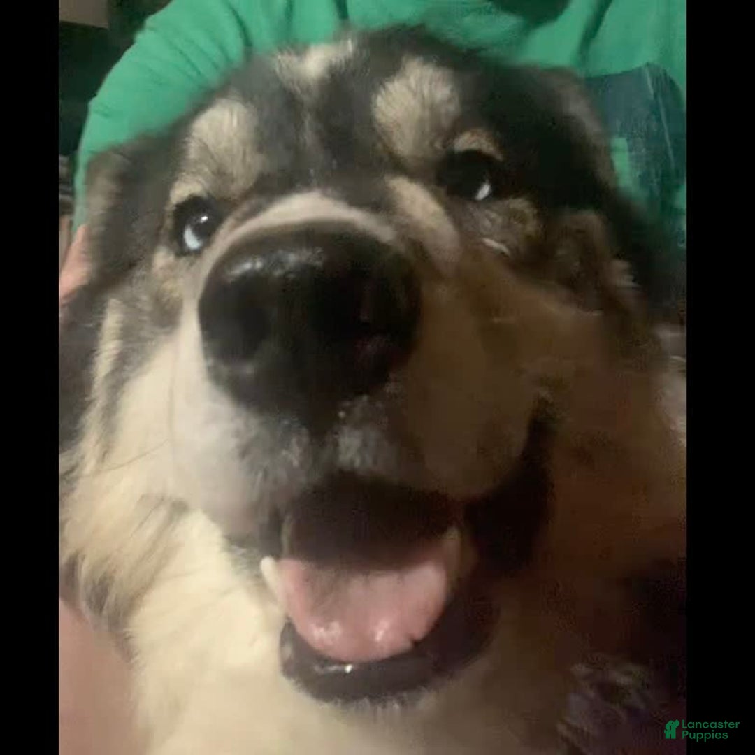 Gallery Image {{count}}