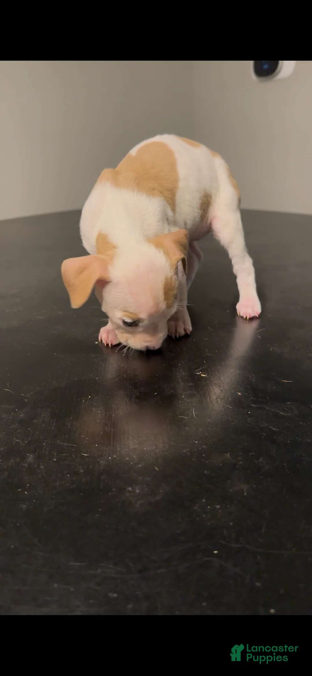 American Pit Bull Terrier dogs for sale: American Pit Bull Terrier Puppy 4 - Ad 1