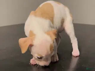 American Pit Bull Terrier dogs American Pit Bull Terrier Puppy 4 - Ad 24