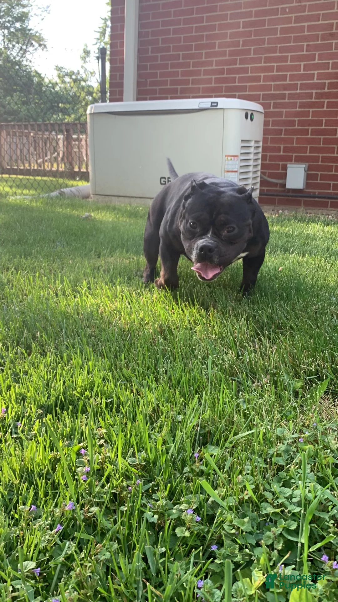 Mixed Breed dogs for sale: Mixed Breed Puppy 3 - Ad 4