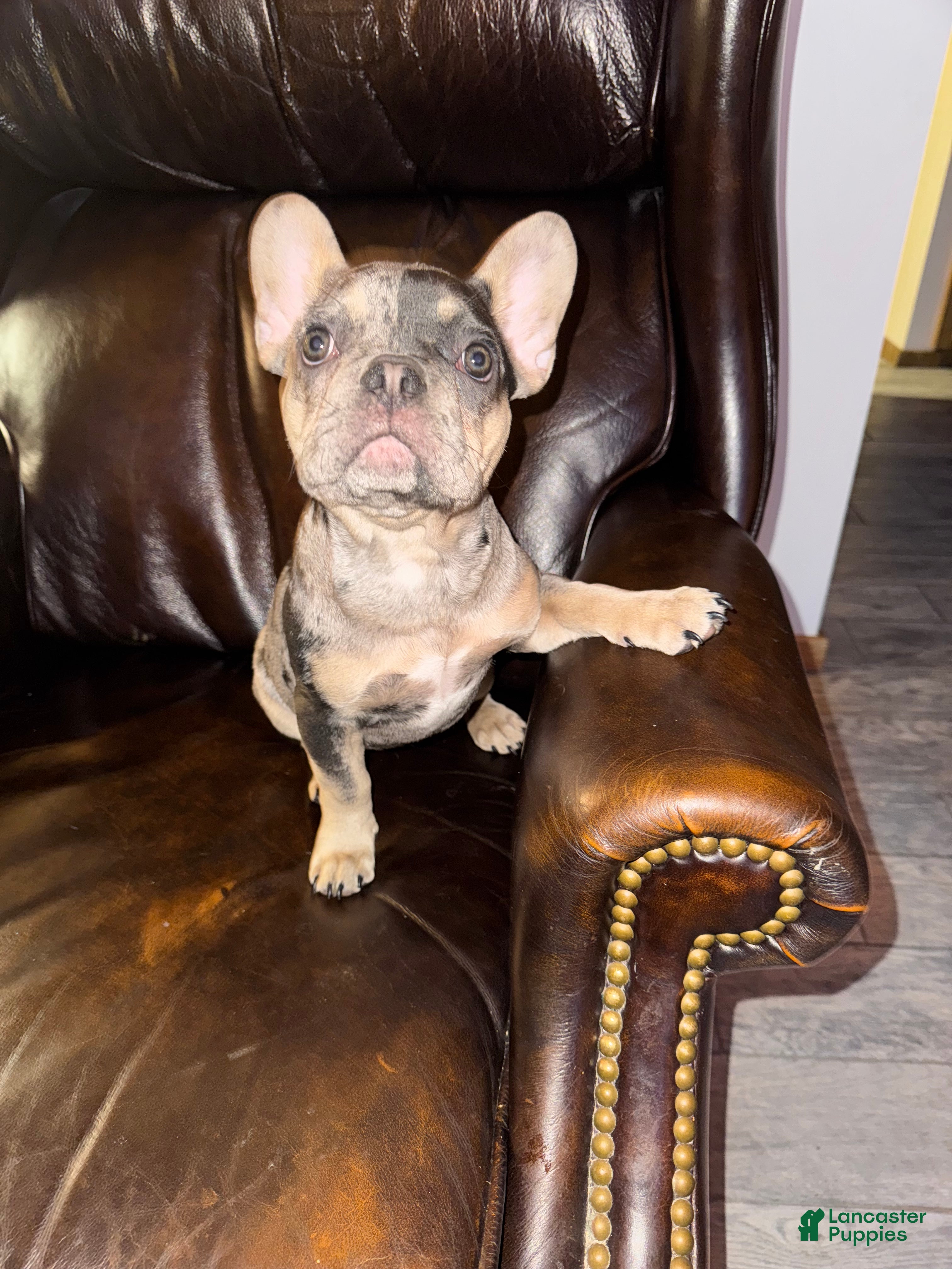 French Bulldog dogs DAISY - Ad 1