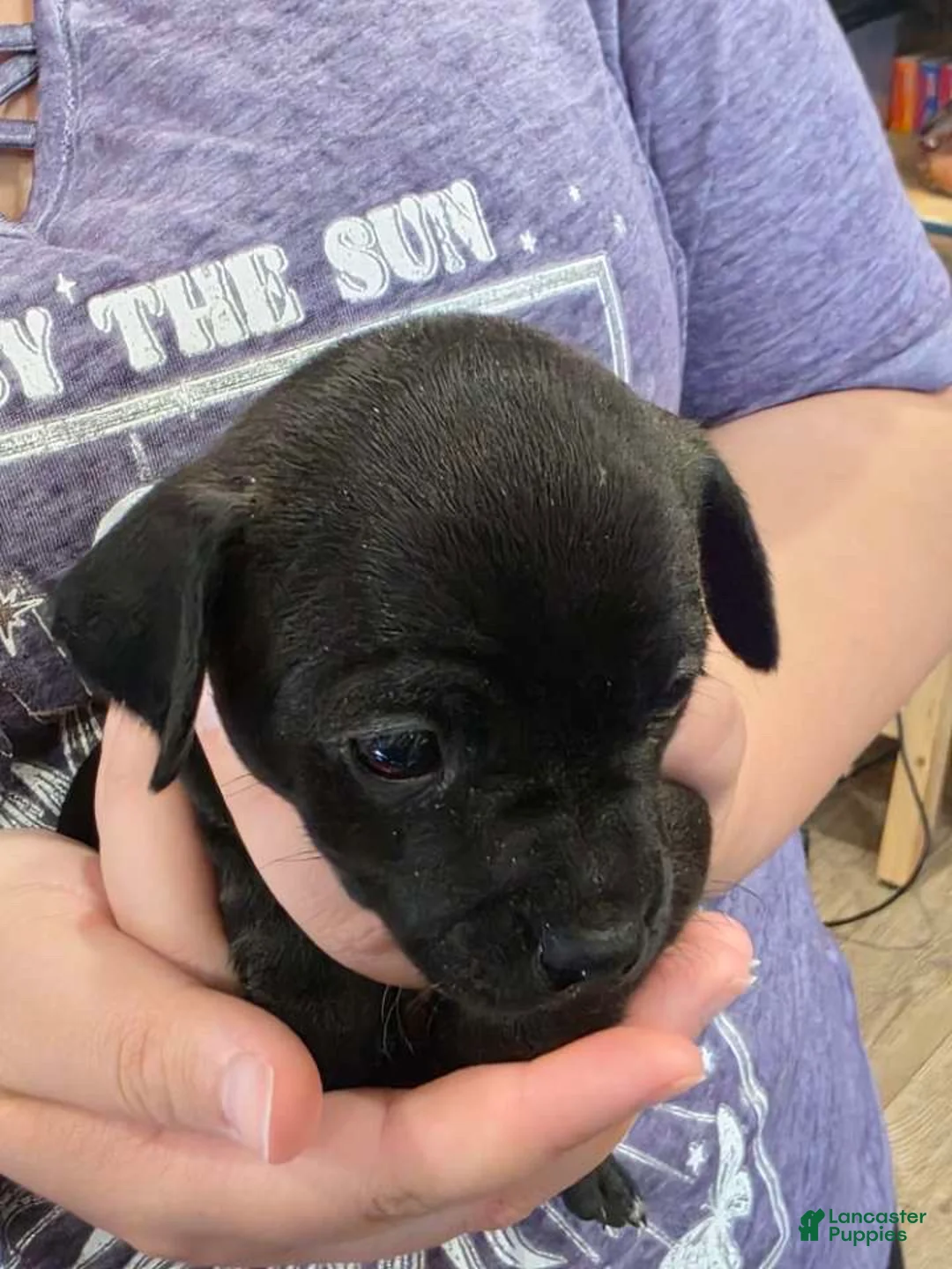 Chihuahua dogs for sale: Chihuahua Puppy 4 - Ad 2