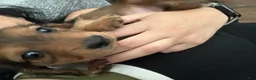 Miniature Dachshund dogs for sale: Teddy - Ad 5