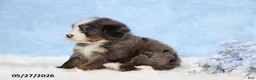 Mini Bernedoodle dogs for sale: Warrior - Ad 5