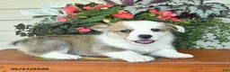 Welsh Corgi Pembroke dogs for sale: Atlas  - Ad 1