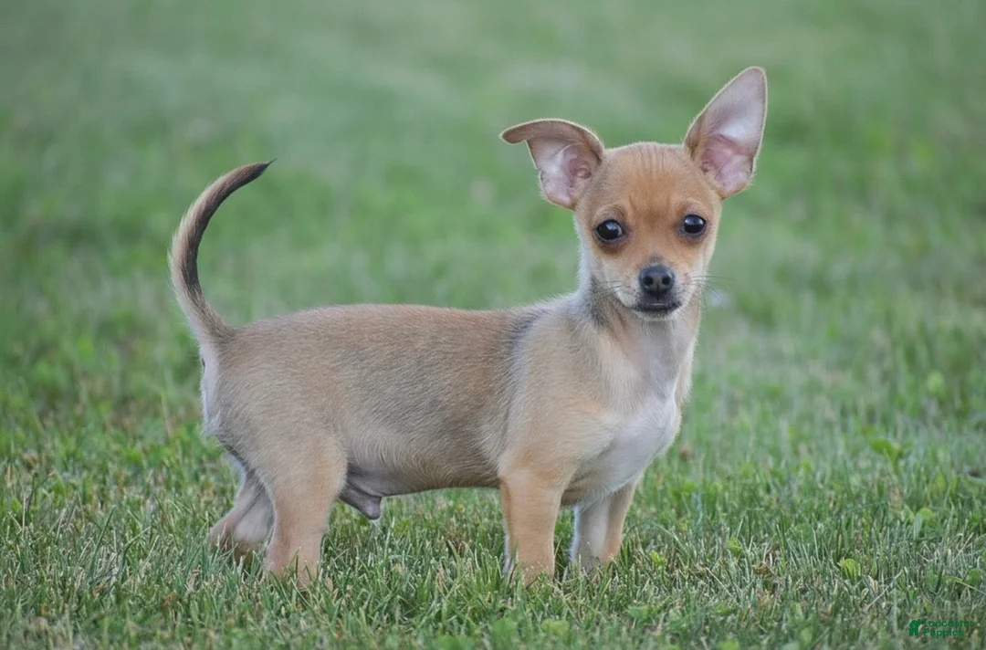 Chihuahua dogs for sale: Andre - Ad 2