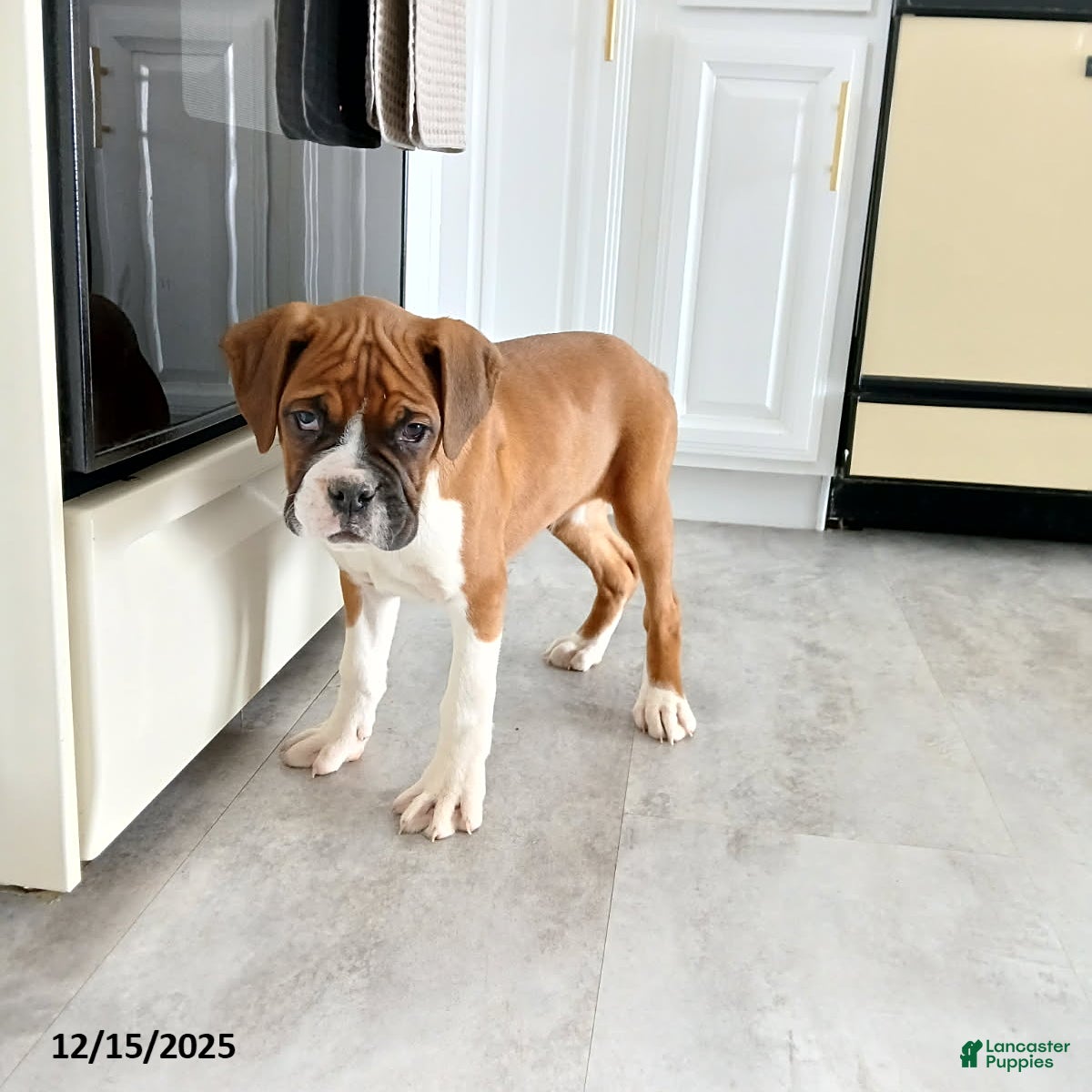 Boxer dogs Riley - Ad 1