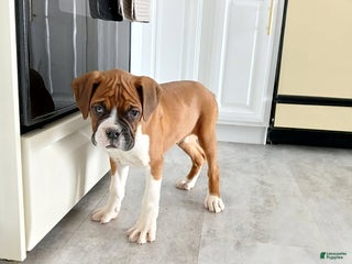 Boxer dogs Riley - Ad 25