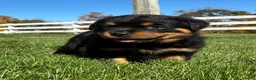 Rottweiler dogs for sale: Rocky - Ad 3