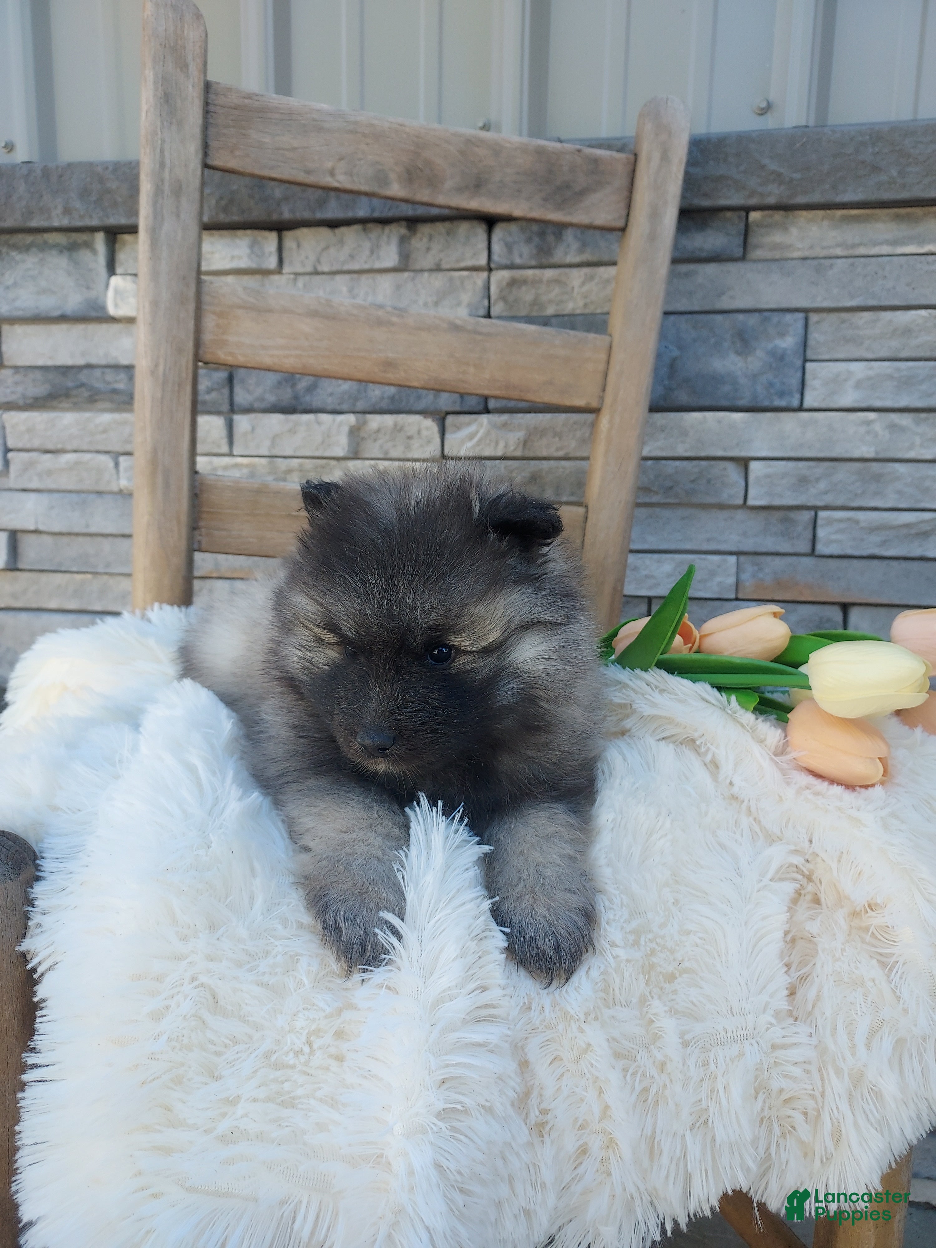 Keeshond dogs Alayna - Ad 2