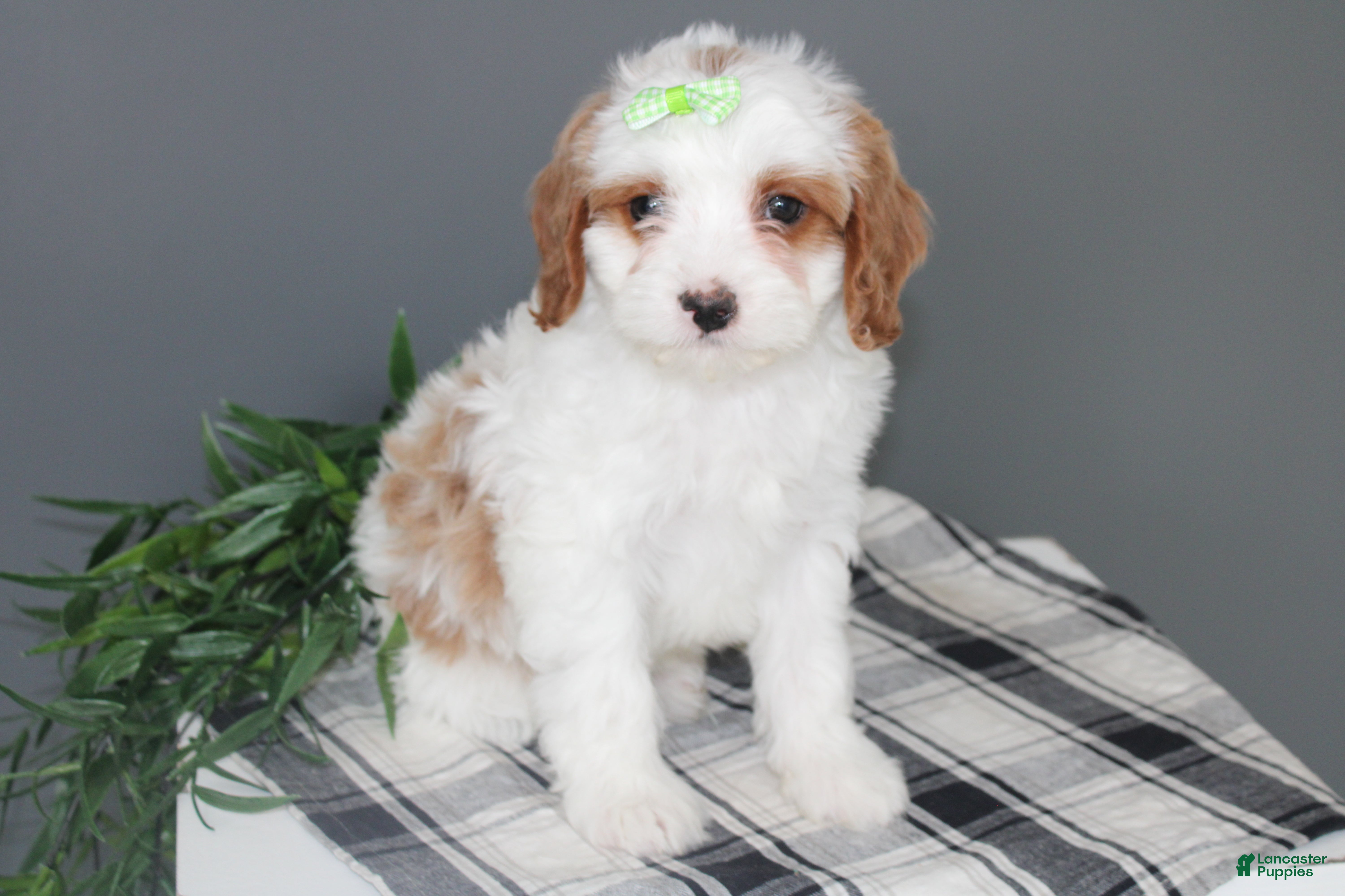 Cavapoo dogs Karl - Ad 1
