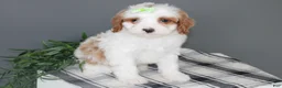 Cavapoo dogs for sale: Karl - Ad 1