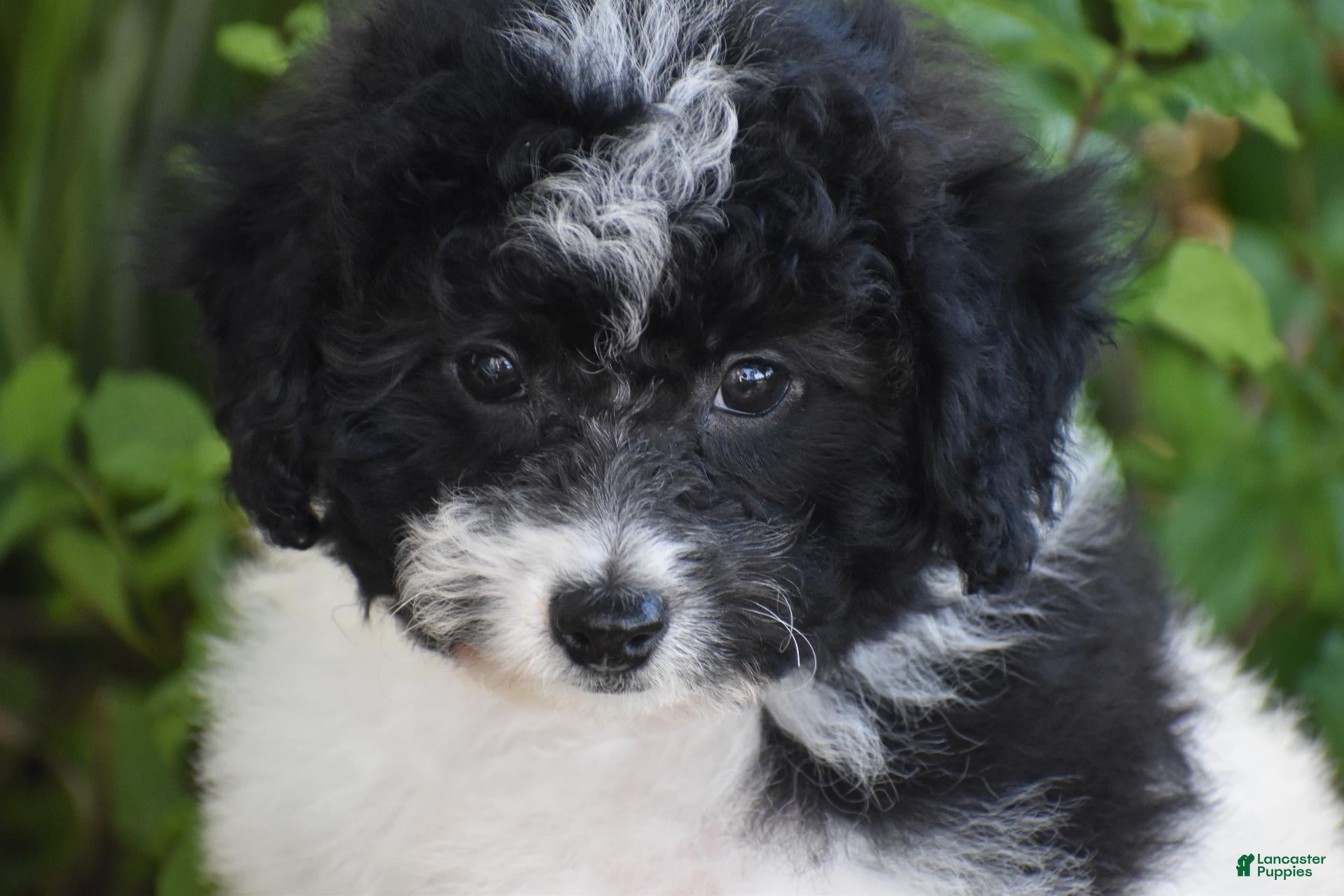 Bichpoo dogs for sale: Mr Dane - Ad 1