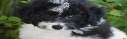 Bichpoo dogs for sale: Mr Dane - Ad 1