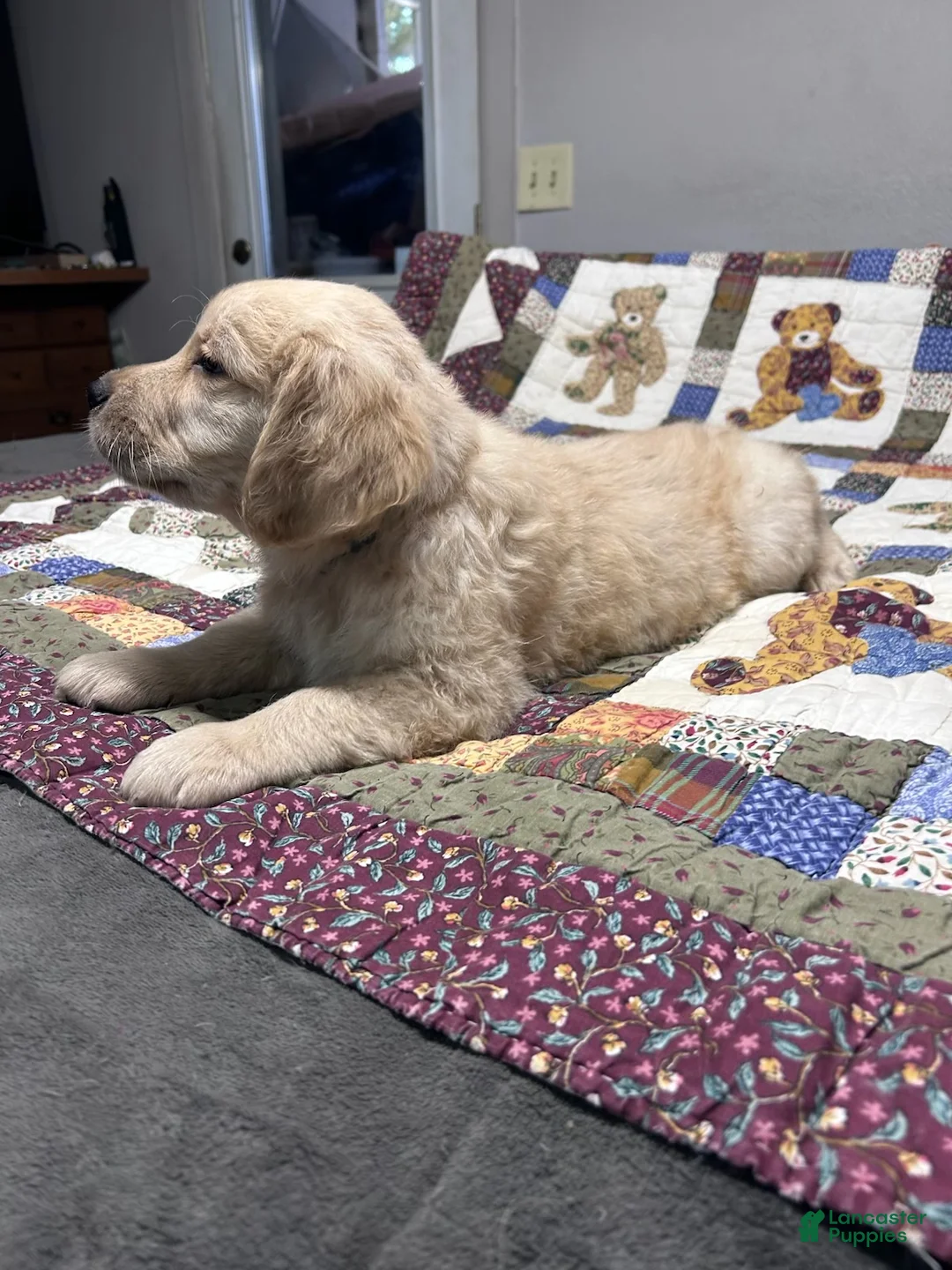 Golden Retriever dogs for sale: Max - Ad 2
