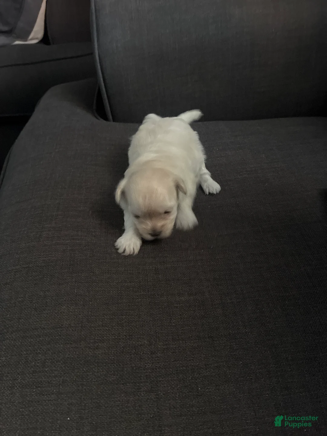 Maltipoo dogs for sale: Maltipoo Puppy 2 - Ad 1