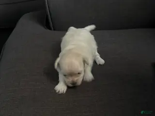 Maltipoo dogs Maltipoo Puppy 2 - Ad 9