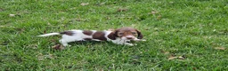 Miniature Dachshund dogs for sale: Willow - Ad 3