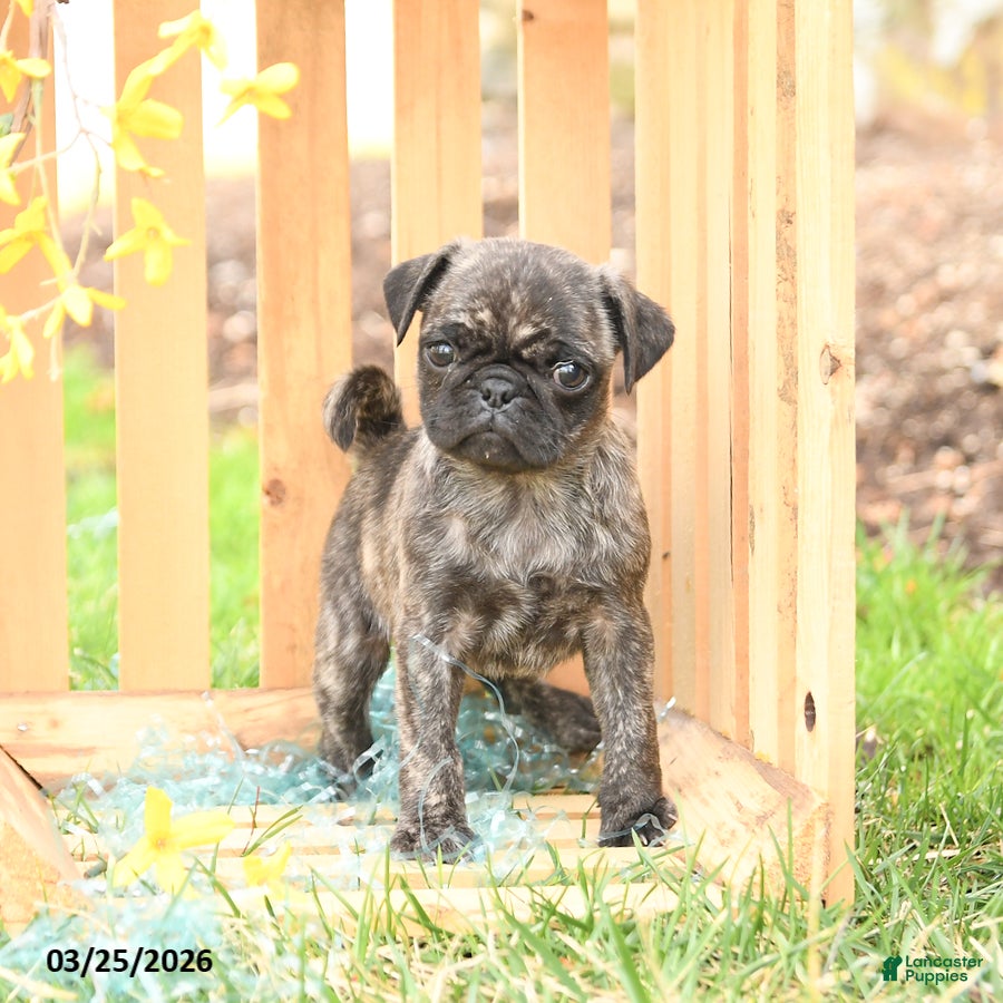 Pug dogs Sunshine - Ad 2